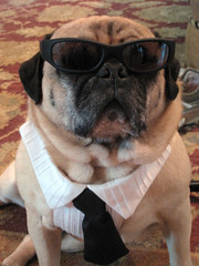 norman in his cool shades and tuxedo