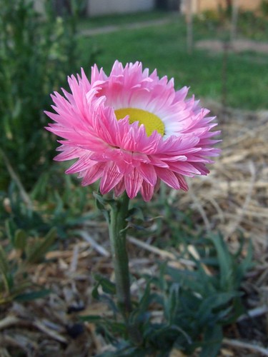pink_daisy