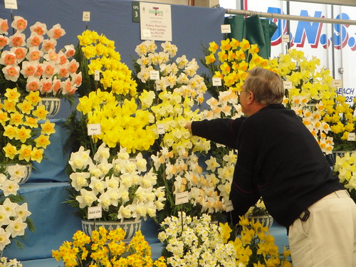 Daffodil display prep (2)