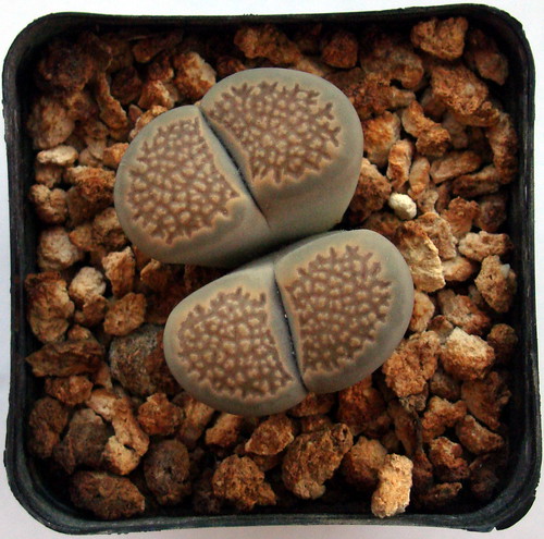 lithops8055 by love lithops