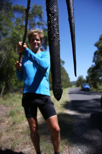 The Snake. Near Bermagui. NSW.