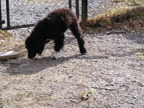 Portuguese Water Dog Puppy. Teddy the Portuguese Water Dog