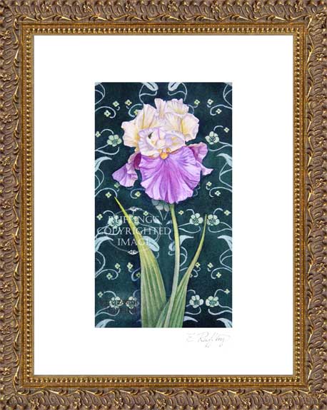 Cream and Purple Iris by Elizabeth Ruffing Framed Print