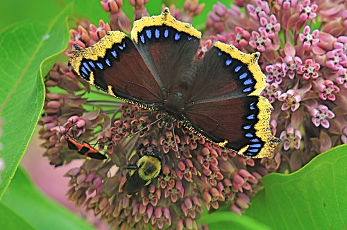 MOURNING CLOAK WITH FRIENDS
