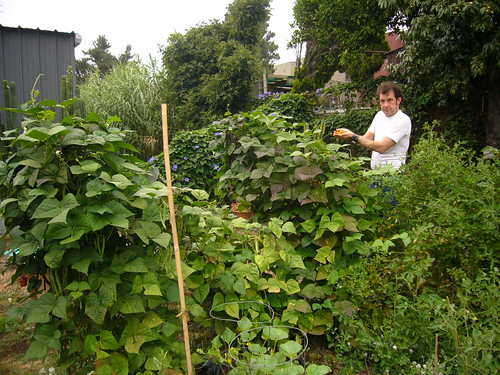 Garden 2008.7.18 - 9