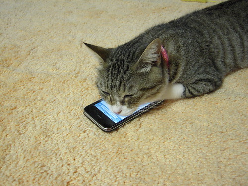 iPhone and cat #3