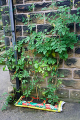 My tomato plants