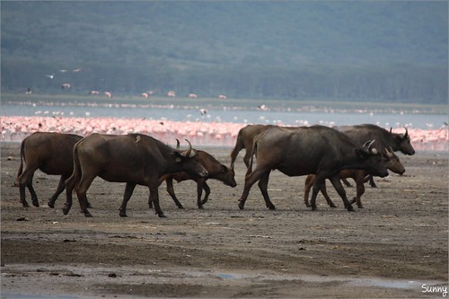 你拍攝的 8 Lake Nakuru - African Buffalo。
