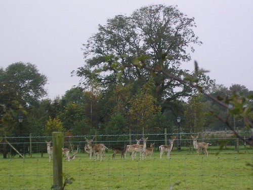 Deer just before Chingle Hall