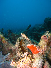 Lizardfish perched on a clam