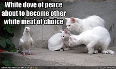 funny-pictures-white-dove-is-about-to-be-eaten