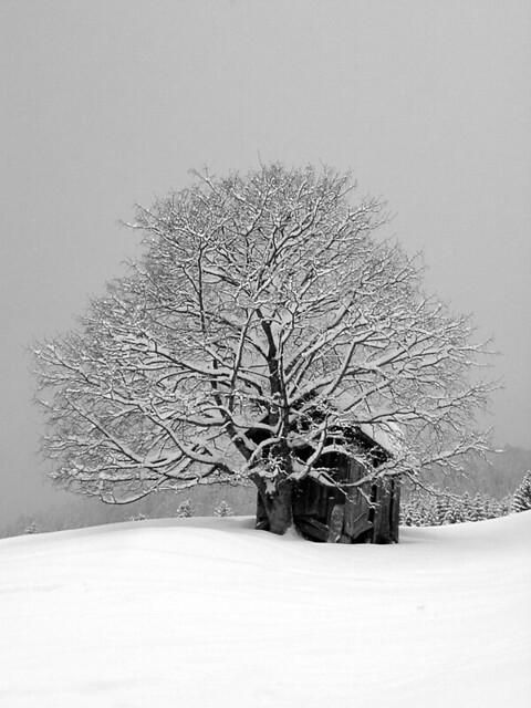 winter wonderland photo