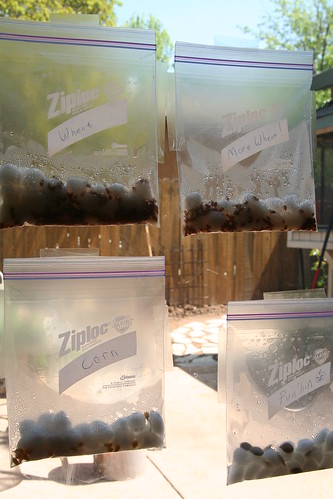 Earth Day Seed Experiment: Window Seeds