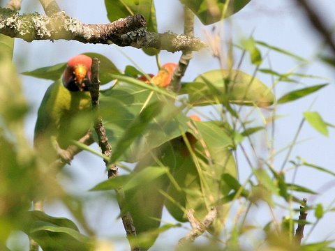plum-headed parakeet feeding on figs