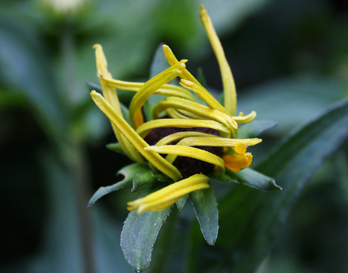 rudbeckia bud about to bloom