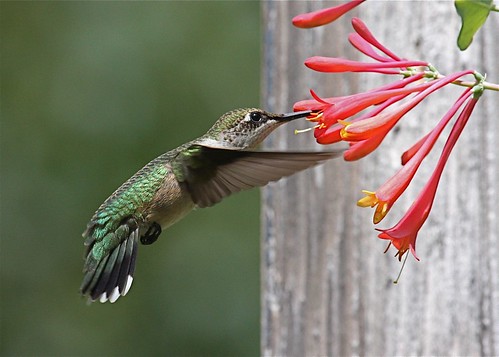 Ruby-throated Hummingbird (female) by rwolfert (on flickr)