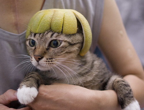 柚子貓