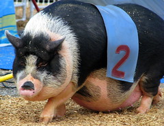 100 Things to see at the fair #76: Racing pot-bellied pigs