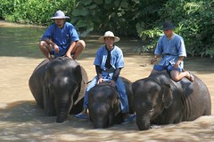 Centre de conservation des elephants - Lampang