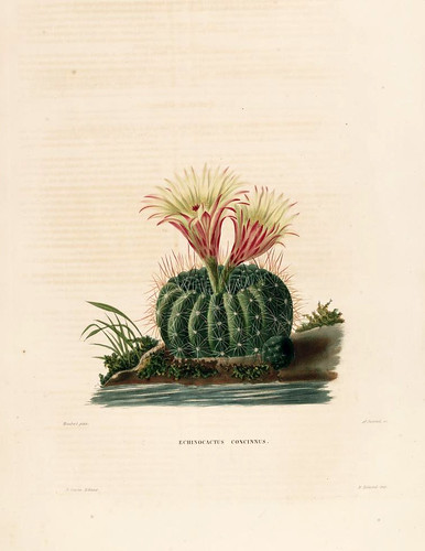 04-Echinocactus concinnus