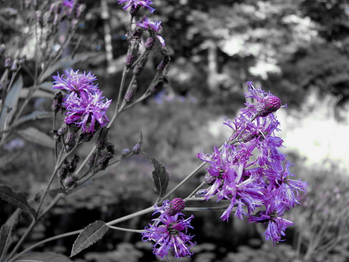 black and white flowers with color. Purple flower on Black and