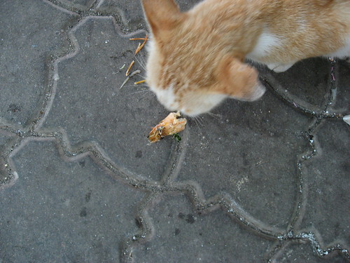 Kitty eating a shrimp head