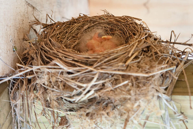 Newly Hatched Robins