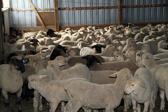 A lot of lambs
