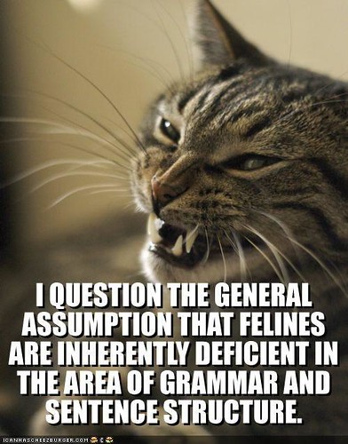 funny questions. funny-pictures-angry-cat-