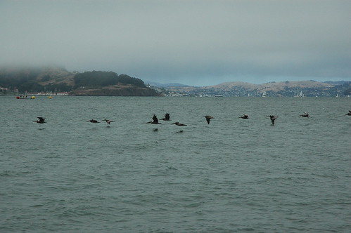 Pelicans on the bay