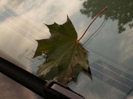 First Fall Leaf on Car