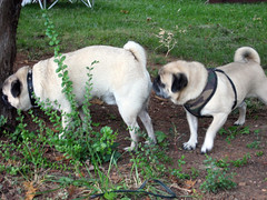 norman sniffing pugsley's butt