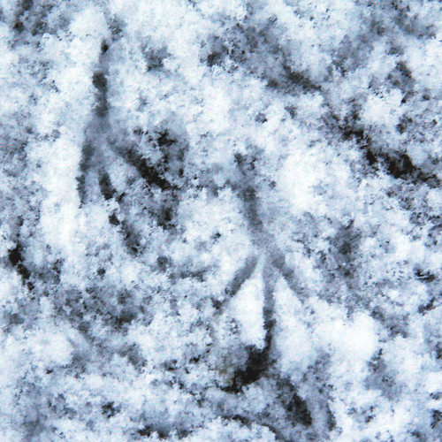 snow_bird_footprints
