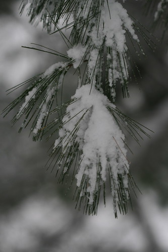 snowy pine