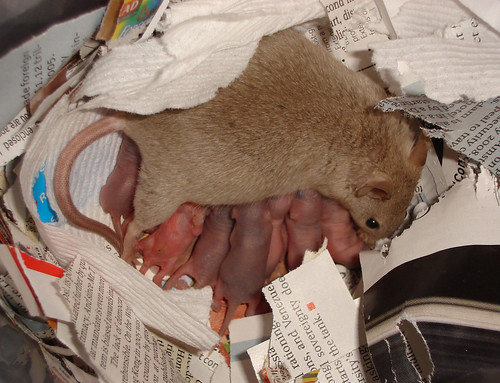 Nursing mouse