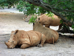 white rhino at animal kingdom