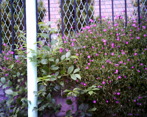 【写真】VQ1005で撮影した石垣の上に咲くピンクの花
