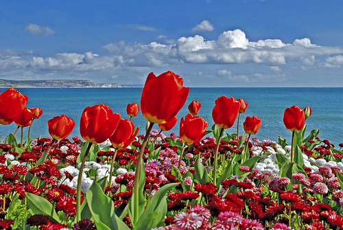 Thumb Excelente foto de tulipanes rojos