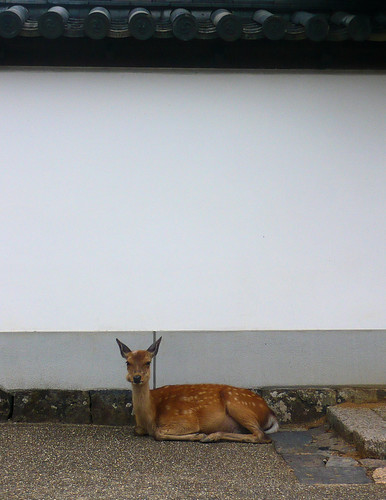 Nigatsu-do pavilion - Deer