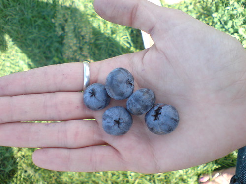 Giiiant Blueberries