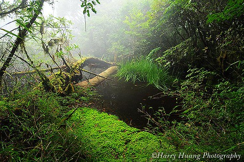 1D30_8219-Chinese Hemlock Nature Trail, Marsh, Taipingshan, I-Lan, Taiwan 太平山鐵杉林自然步道-小沼澤-生態