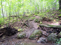 Triple log crossing, wet slimy descent, roots, rock, stream crossing check.