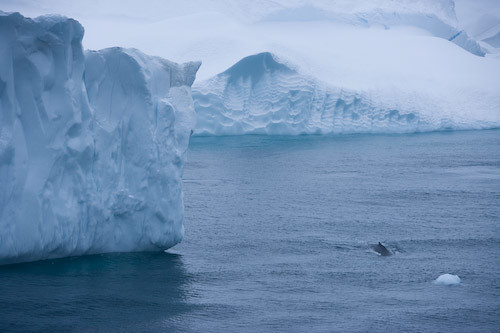 A whale surfaces near the mouth of Ilulissat Kangia