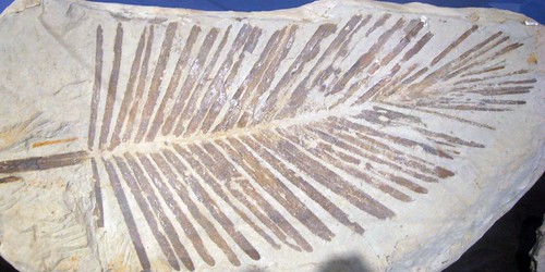 cycad fossils