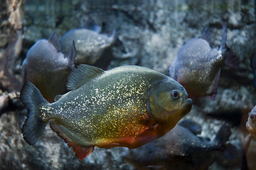 Red-bellied piranha