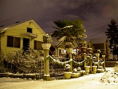 Snowy palms in Beacon Hill