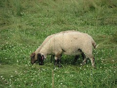 Two Suffolk x Katahdin lambs