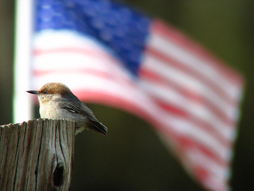 This nuthatch likes the USA