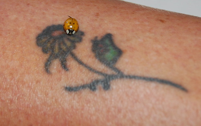 Ladybug landed on my sisters tattoo, wow and its a flower of all things.