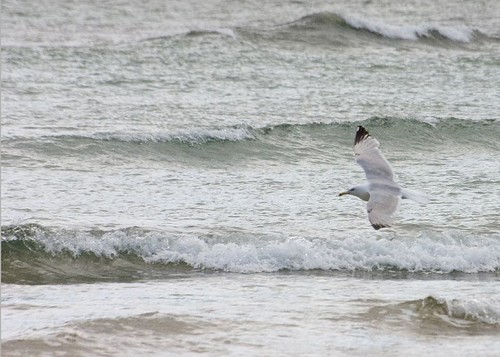 Gull over the sea